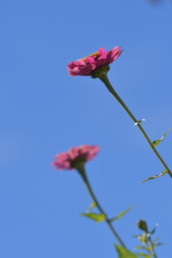 天までとどけ　　DSC_3309