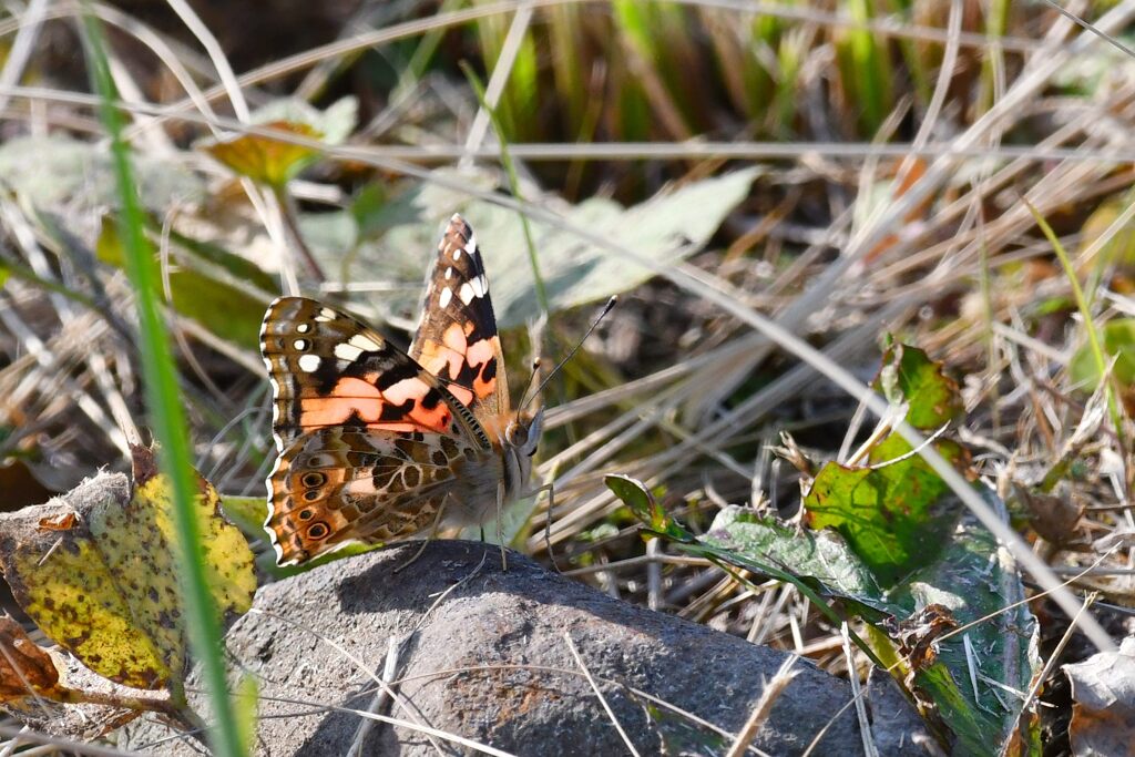 ヒメアカタテハ　　DSC_5038