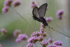 クロアゲハの舞　　DSC_0613