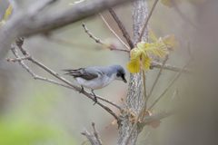サンショウクイ　DSC_9798