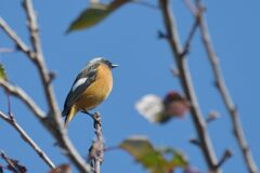 丸くなって　　DSC_3443