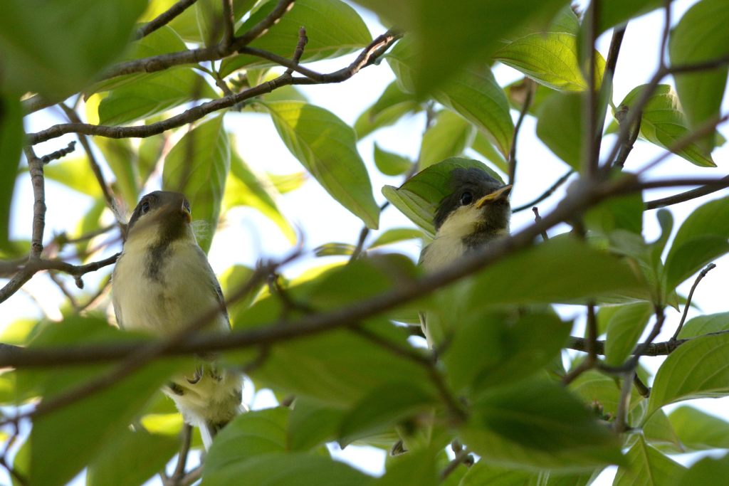 ようこそ！　DSC_4535
