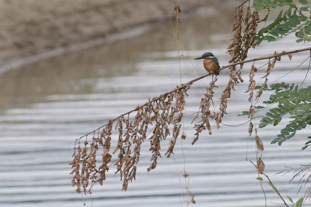 久しぶりに　　DSC_8258