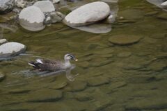 ひとりぼっち　　DSC_3425