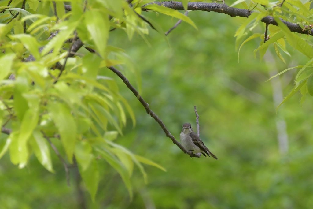 アイコンタクト　DSC_2504