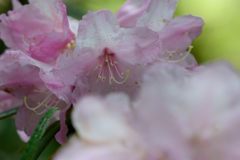 シャクナゲ　DSC_4302