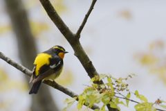 何かご用？　DSC_9974