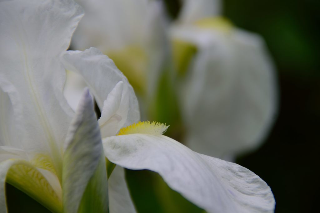 白い花　２　DSC_7338