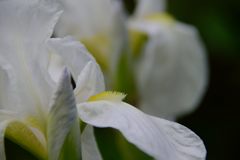 白い花　２　DSC_7338