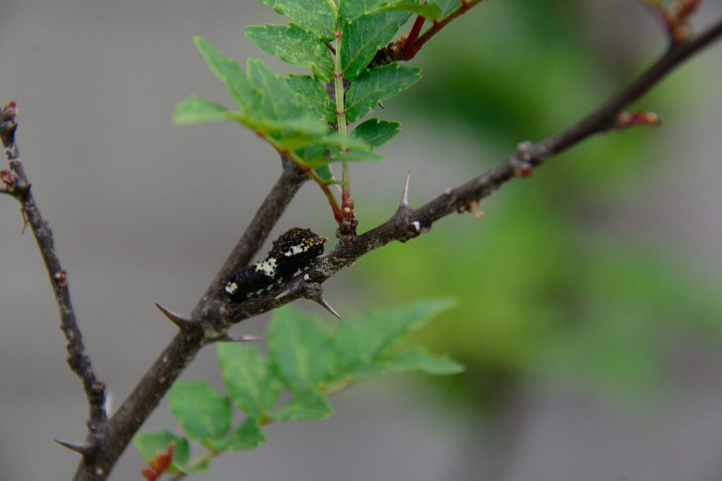 ナミアゲハの幼虫　　DSC_4368