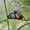 アサギマダラ　１　　DSC_2856