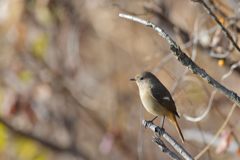すまし顔　DSC_3039