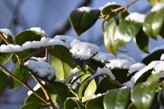 朝日に映える　　DSC_5984