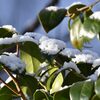 朝日に映える　　DSC_5984