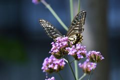 青の世界に　３　DSC_5165