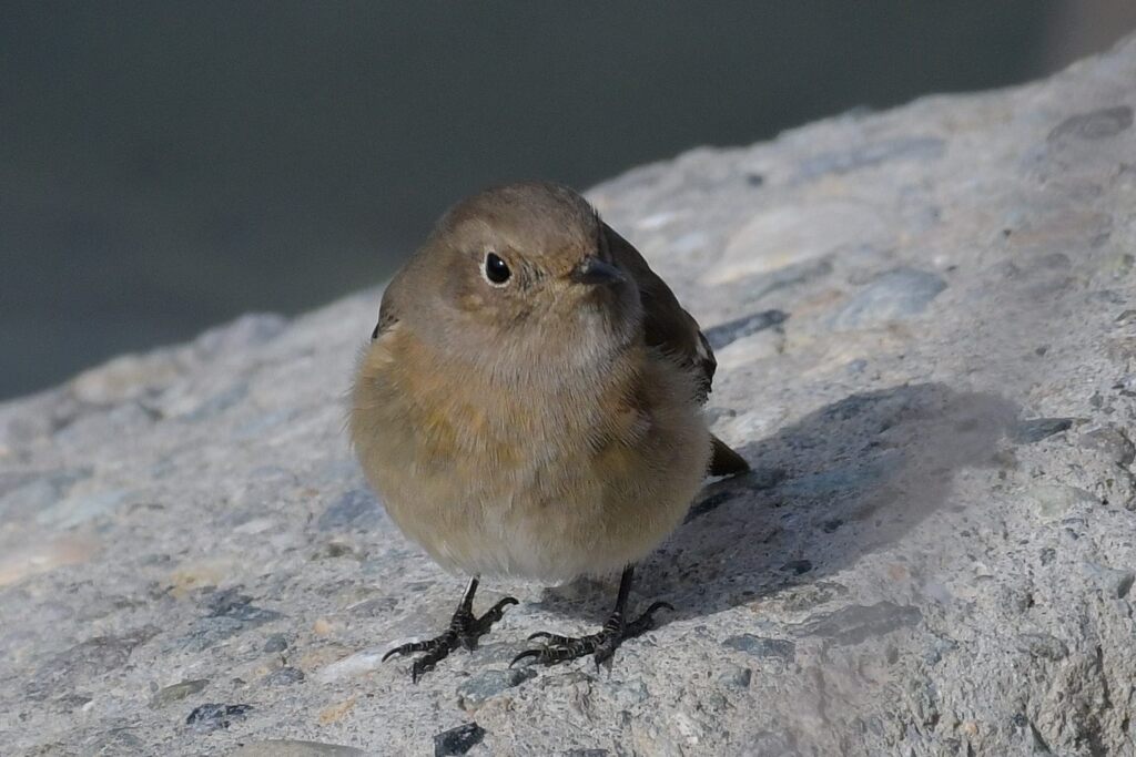 ジョビコの視線　　DSC_6838