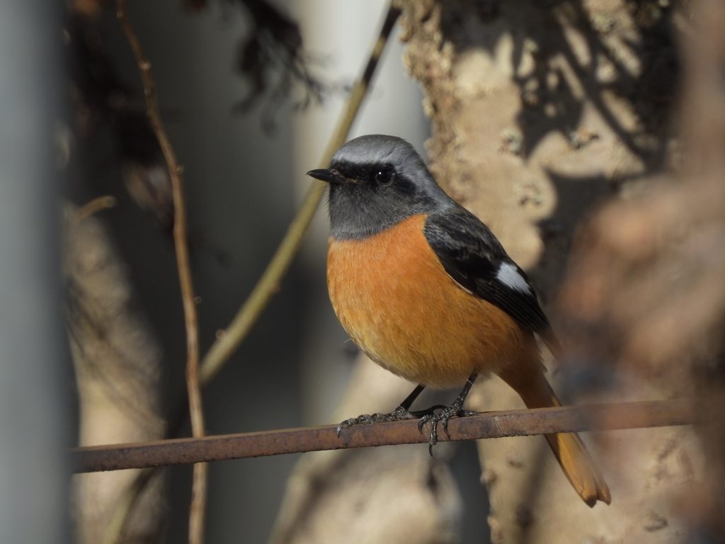 キリッと　DSCN2589