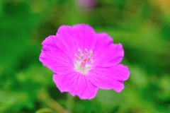 フウロ　DSC_2642