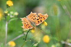 野の花にキタテハ　２　　　DSC_3217