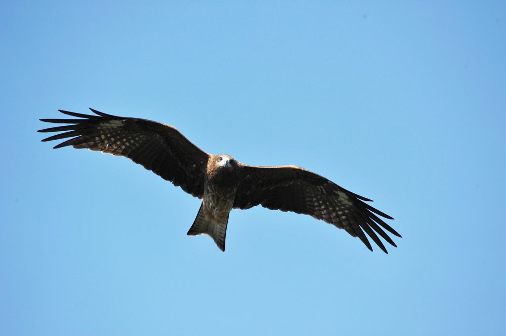 眼　DSC_9831