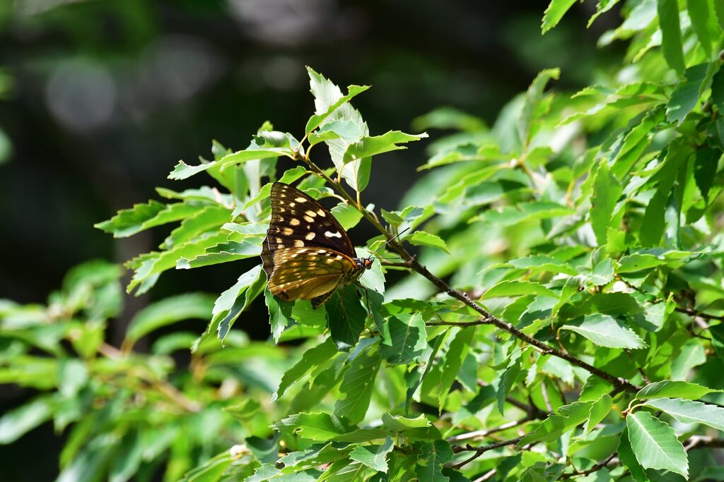 オオムラサキ　　　DSC_0577