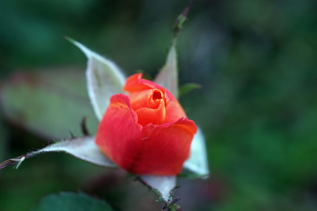 試し撮り１　　DSC02914