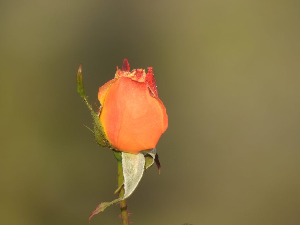晩秋の蕾　DSCN0715