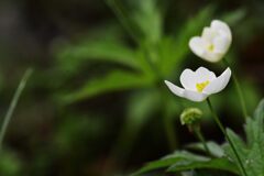 イチリンソウ　　DSC_2148