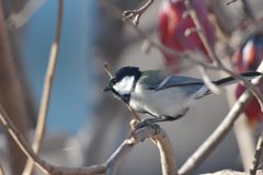 庭のシジュウカラ　DSC_4248