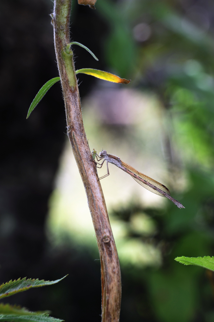 「私は誰でしょう？」　DSC_7630