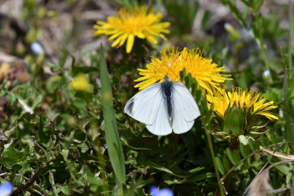 タンポポにモンシロチョウ　　DSC_6800