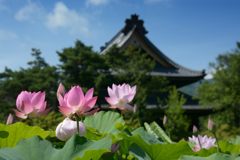 信濃国分寺本堂を背景に　DSC_2822