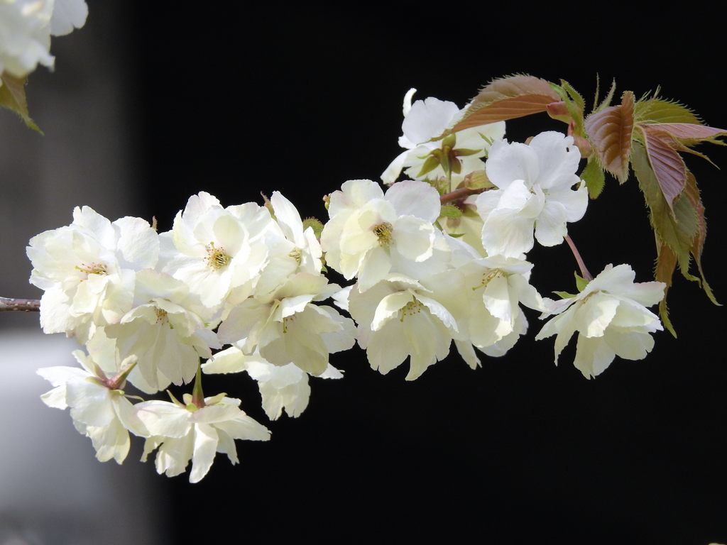 鬱金桜　１　DSCN7442