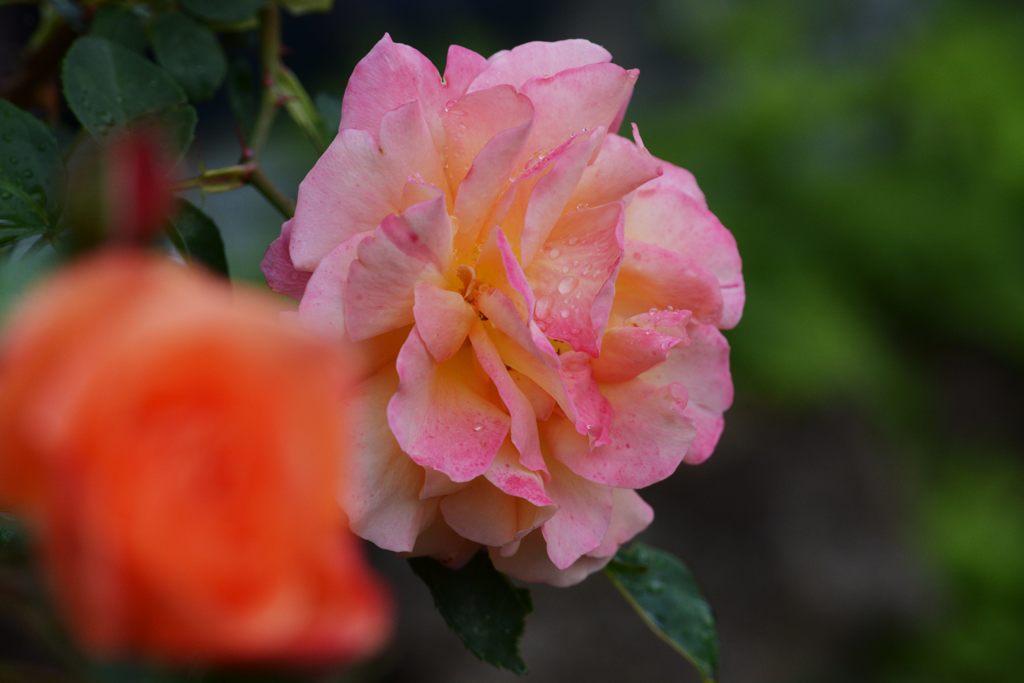 色変化　DSC_5006