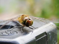 顔　IMG_3729