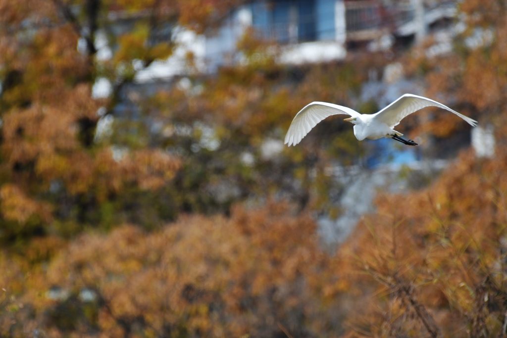ダイサギ連写　２　DSC_2807