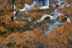ダイサギ連写　２　DSC_2807