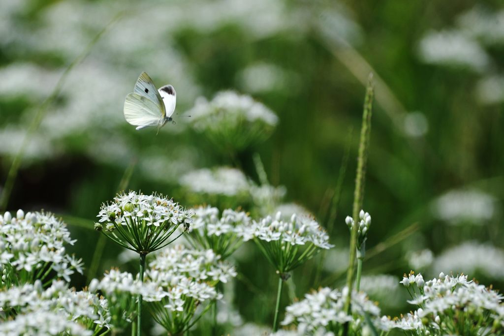 どれにしようかな～　DSC_6321