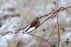 耐える　　DSC_3469