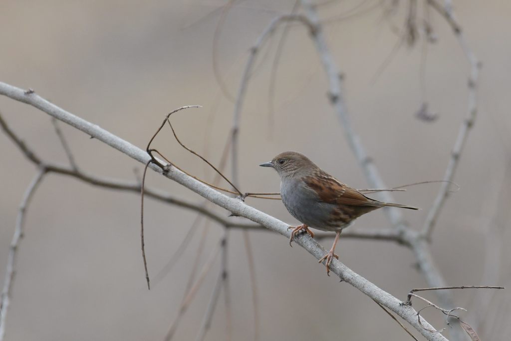 カヤクグリ　DSC_4883
