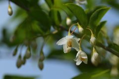 エゴノキの花咲く　DSC_4784