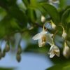 エゴノキの花咲く　DSC_4784