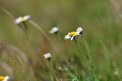 雑草の中に　　DSC_9152