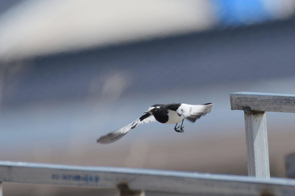 資材置き場で舞う　DSC_7183