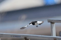 資材置き場で舞う　DSC_7183