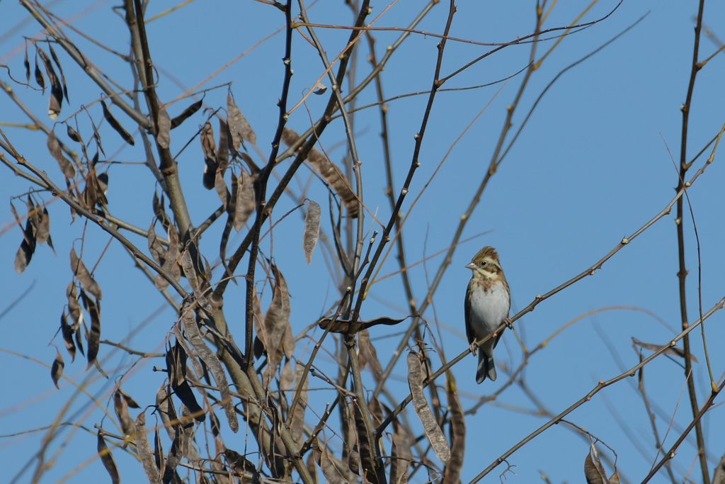 カシラダカもやって来た　DSC_2941