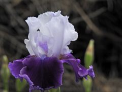 紫滲む　DSCN5419