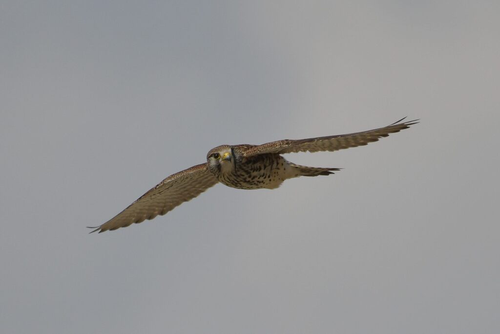 チョウゲンボウ　　DSC_7959