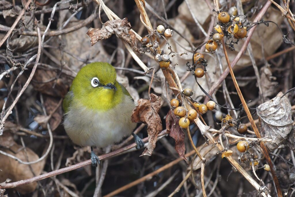 これ食べられるかな？　　DSC_7806