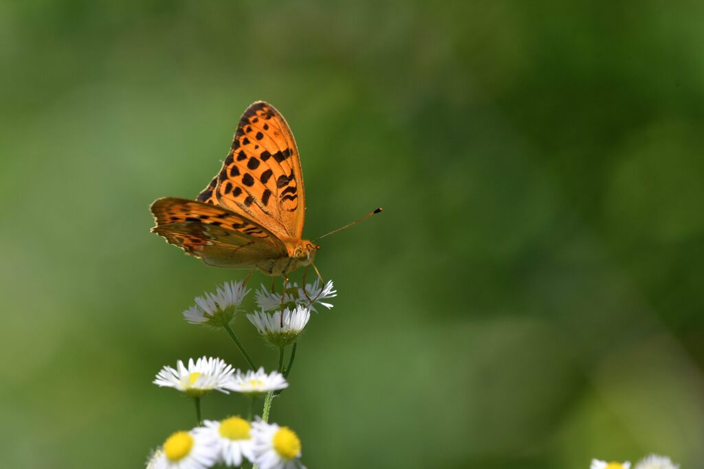 野の花にウラギンスジヒョウモン　　DSC_8895